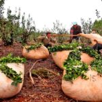 LA YERBA MATE SIGUE BUSCANDO UN PRECIO DE REFERENCIA