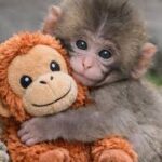 Nos rompió el corazón,pero PUNCH nos enseño que el amor aun existe