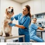 Guardia veterinaria pasiva para este lunes: enterate dónde recurrir ante una urgencia