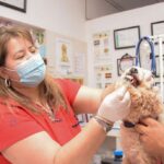 GUARDIA VETERINARIA PRIVADA PASIVA PARA ESTE FIN DE SEMANA