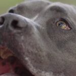 DRAMÁTICO ATAQUE DE UN PITBULL A UNA NENA DE 5 AÑOS EN CORRIENTES: INDIGNACIÓN Y PREOCUPACIÓN
