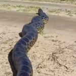 TURISTAS EN SHOCK: UNA SERPIENTE GIGANTE SOBREVIVE EN SU PROPIO HÁBITAT ANTE LA MIRADA ATÓNITA DE SERRANOS CON CÁMARA