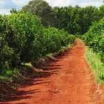 EL MILAGRO DE LA YERBA: GOBIERNO SALVADOR Y PRODUCTORES QUE POR FIN VERÁN UN PESITO