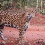 MISIONES RECIBE UN RECONOCIMIENTO INTERNACIONAL POR EL “SEGURO DEL YAGUARETÉ”, PERO EL DESAFÍO SIGUE ESTANDO EN EL MONTE