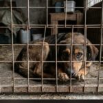 ALLANAN UNA VIVIENDA Y RESCATAN 14 ANIMALES: CUANDO EL ABANDONO SE ESCONDE DETRÁS DE UNA PUERTA CERRADA