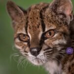 ¡LA NATURALEZA VUELVE A SORPRENDER: DESCUBREN UNA NUEVA ESPECIE DE GATO DESPUÉS DE UN SIGLO!