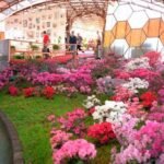¡MONTECARLO SE VISTE DE FLORES Y LA FIESTA YA COMENZÓ!